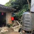 土鸡黑鸡特产本地农家