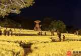 探访南宁夜花园