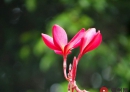五朵秋花！