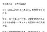 北流：鲜销加工双管下，荔枝采摘进展顺