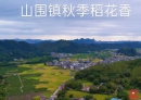 北流山围镇秋收盛景：十月金黄田野，美得让人心醉