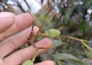 北流荔枝今年确实状况连连。成花率虽达95%以上，但持续高温干旱天气让荔枝面临大挑战！怎么办？来看！