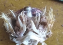 所有的鸟类都是由恐龙进化而来的吗？