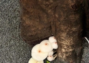 紧急提醒！千万别吃！