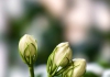 茉莉成长记：芬芳馥郁，阳台生香