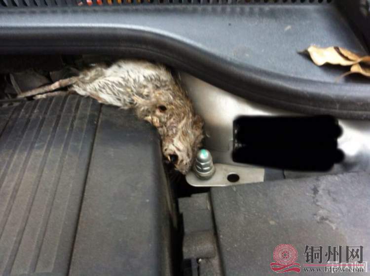 死老鼠1.jpg