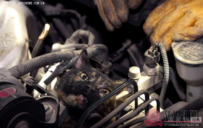 猫进车1.jpg