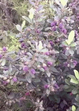 e6d979326d5280004cb8ccb0819be750.gif