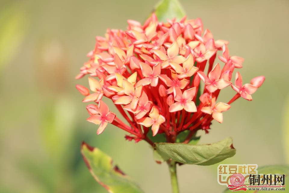 getimg.php?url=http%3A%2F%2Fpic.hong...%5Bhr%5D%26nbsp%3B%5Bimg%5Dhttp%3A%2F%2Fpic.hongdou.gxnews.com.cn%2Fpicbbs%2Fbig%2F2018%2F1006%2F4260461_cf1ebbaa4ce20f4350e200a8ed72bc5f.jpg