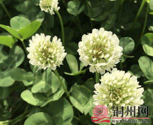 70DADBD3198FABA341A37FB1FE2811B532625F5C_size39_w500_h407.jpeg