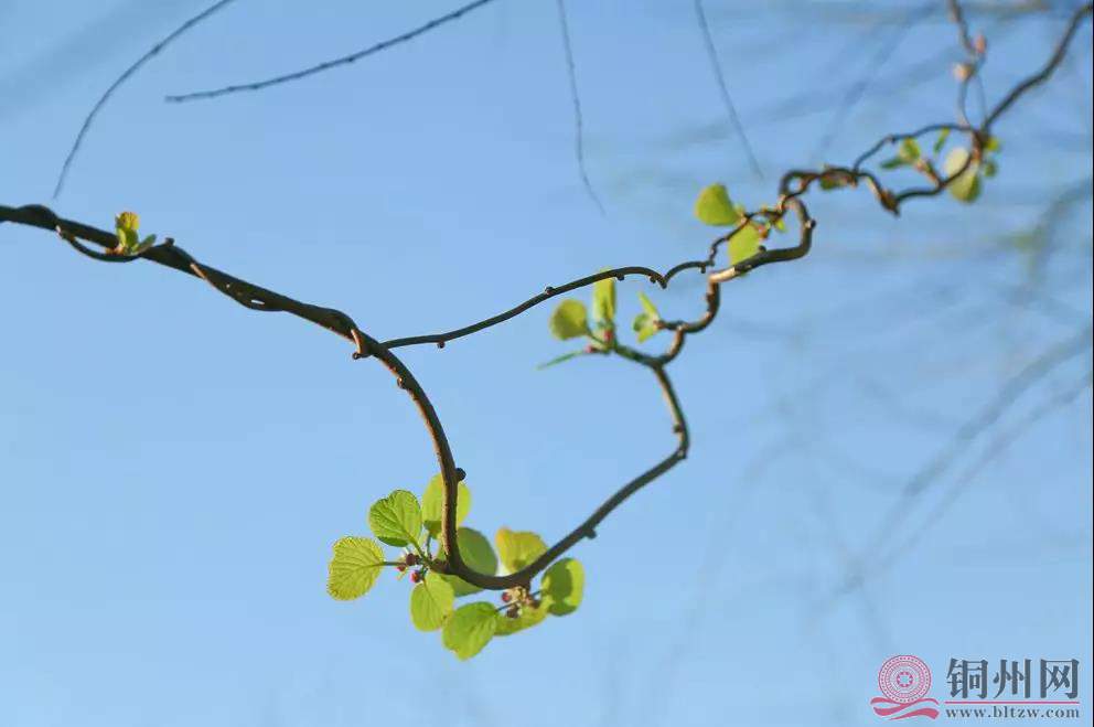 微信图片_20190402164900.jpg