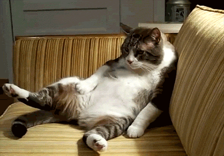8c0c076448c9612831429f291e9431c7.gif