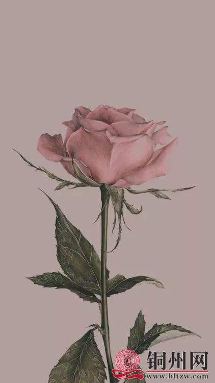 8F3E151DEC46936AEE04A12856FB4CD6FE0369C4_size22_w422_h750.jpeg