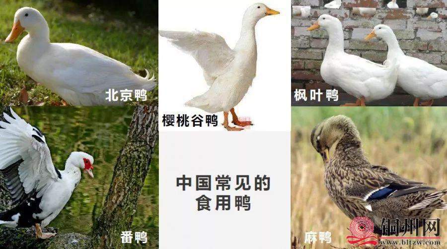 8EEE2E314E77C8BCA9CBB98A095CF0F207A65EDE_size78_w900_h501.jpeg