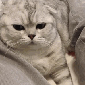 8c27a3b4397054461ccfd400f3c8204a.gif