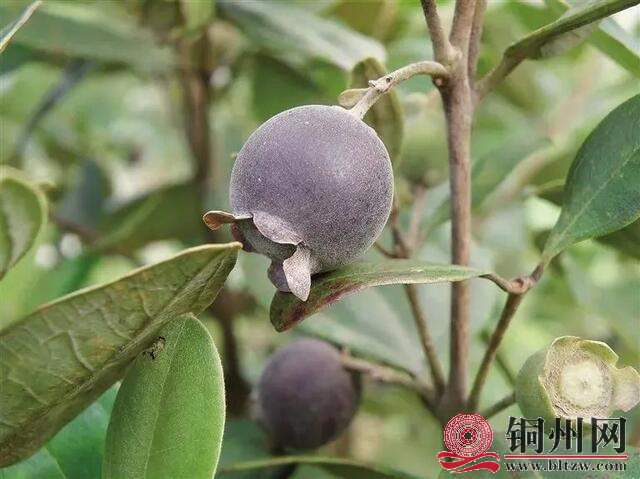 wechat_upload16011409635f6f78e3c339e