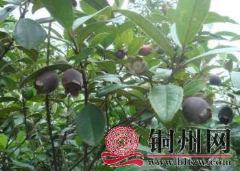 wechat_upload16011410515f6f793bc3a1d