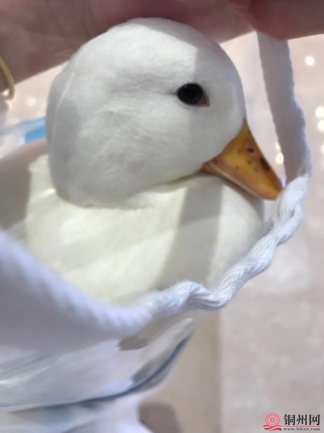 wechat_upload16015695955f76033b55966