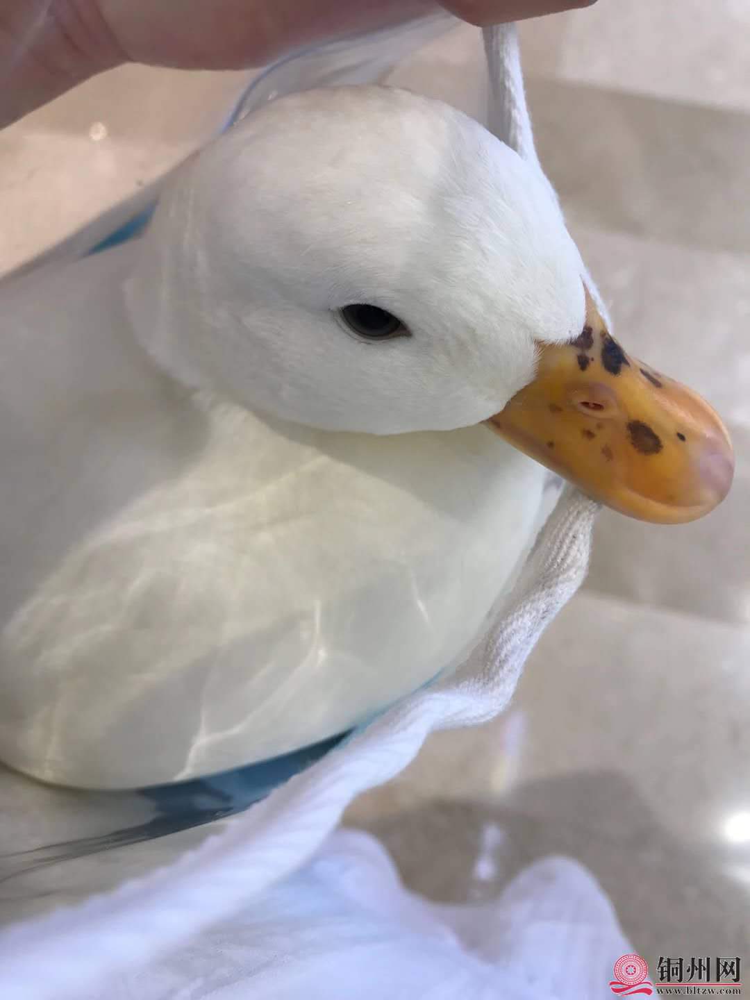 wechat_upload16015696295f76035d76b3f