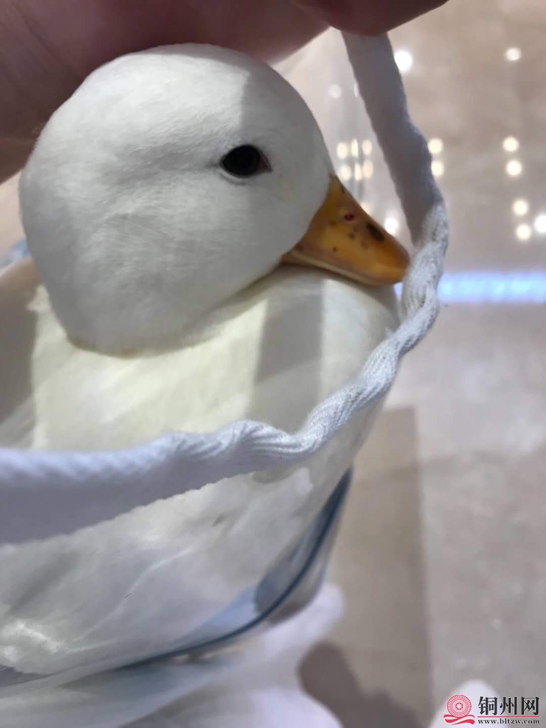 wechat_upload16015696295f76035dcad2e