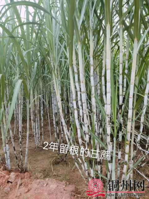 wechat_upload16044959875fa2aa73276b7