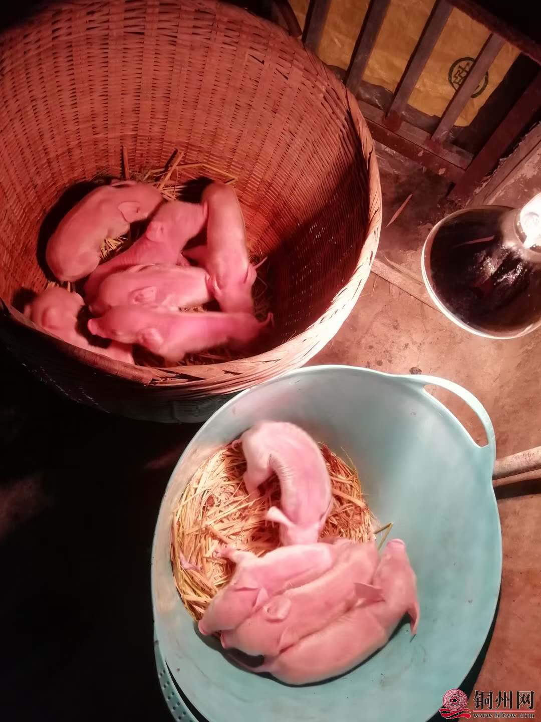 wechat_upload16051767885fad0dd41de3a