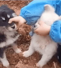 ad54ec96498d4eaf89de7acc5b664cf6.gif