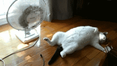 8052074061e8405193bf5c9b2c4426e8.gif