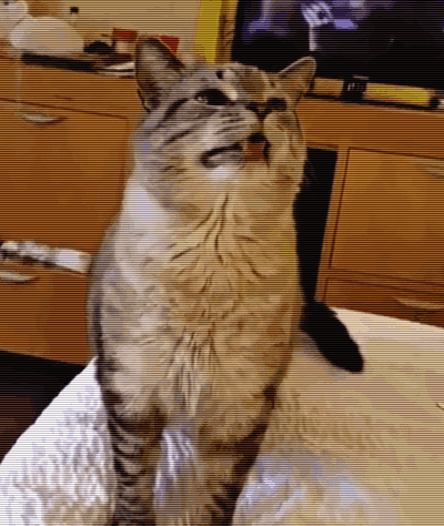 9cb251eabdab1f2eb4a91b238d4c617d.gif