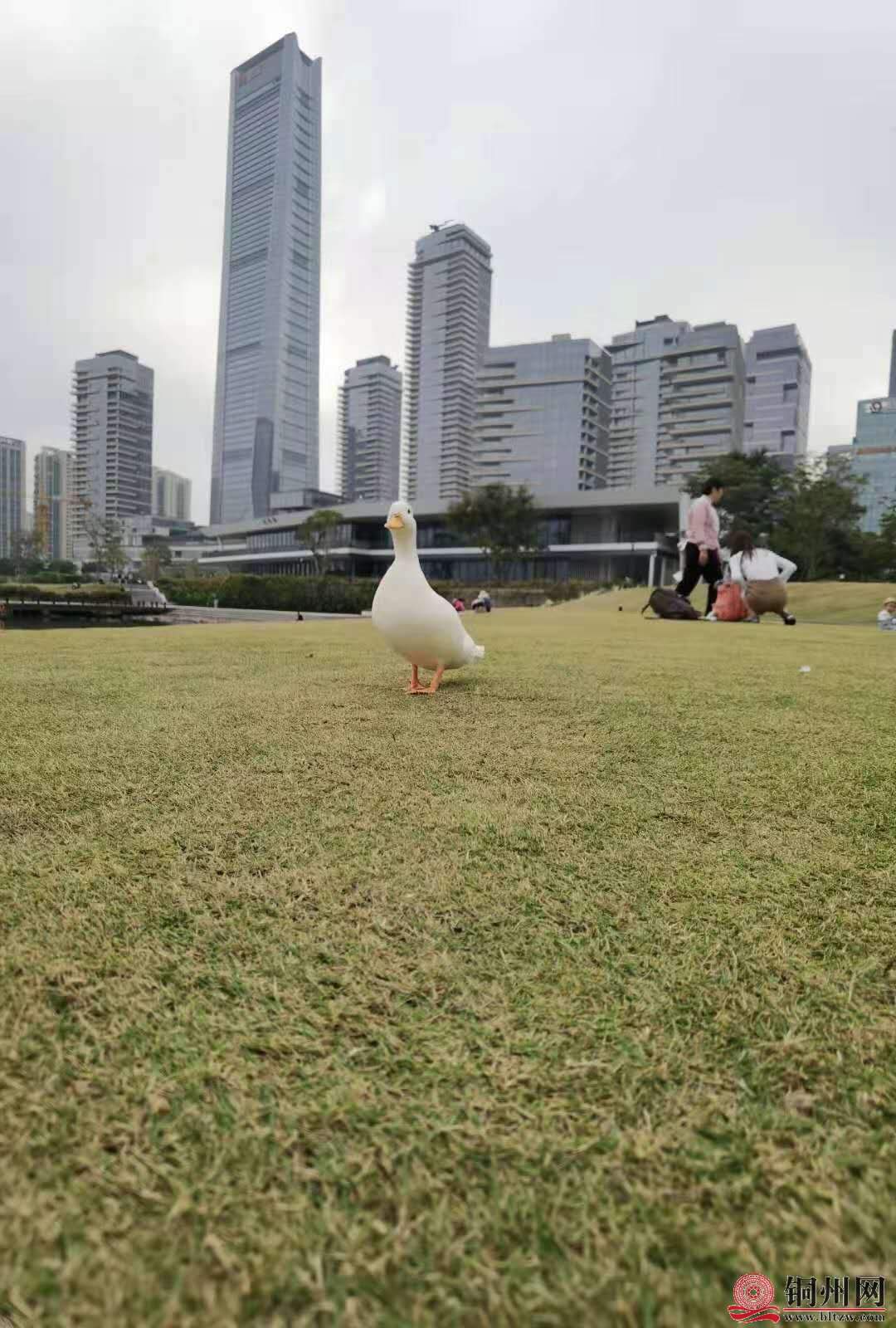 wechat_upload16076716305fd31f4ea80fb