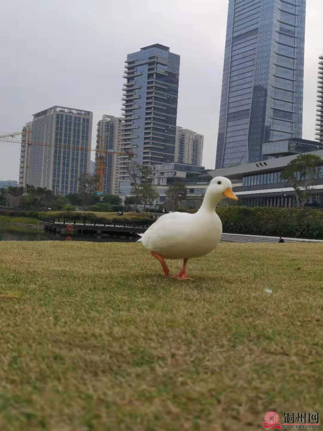 wechat_upload16076716315fd31f4faca56