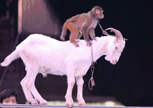 ffebeab775528aafd18cf283f941566a.gif