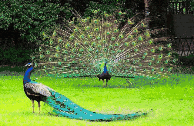 5c5e91f990ed9e265884073626ff9981.gif