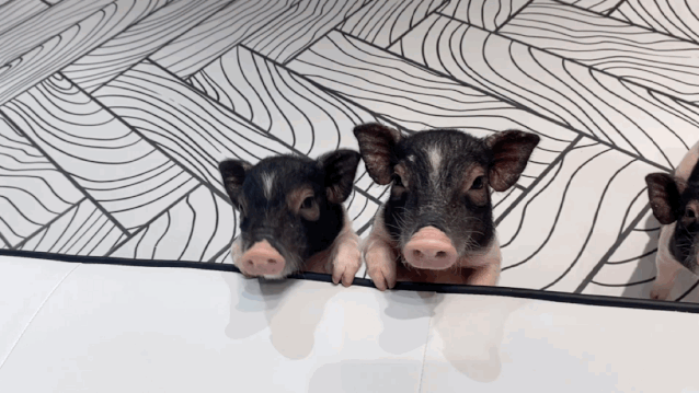 0ec488341569b53523aceb161986ea59.gif