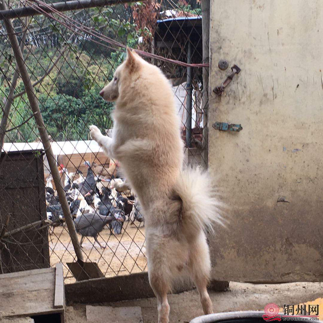 wechat_upload16086904015fe2aae181155