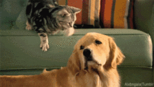 11d534e62a67e75f584d5a68747cb727.gif