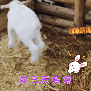 301489b1b7eff7a18e88ede844a2f24b.gif