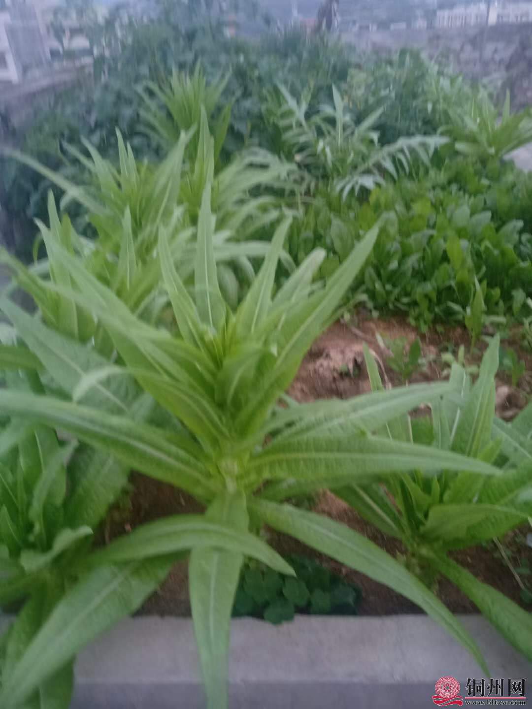 wechat_upload16161142756053f263ec376