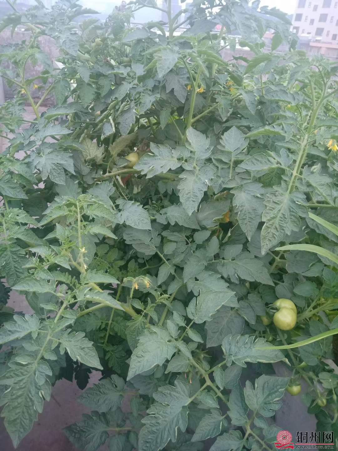wechat_upload16161142766053f264e6403