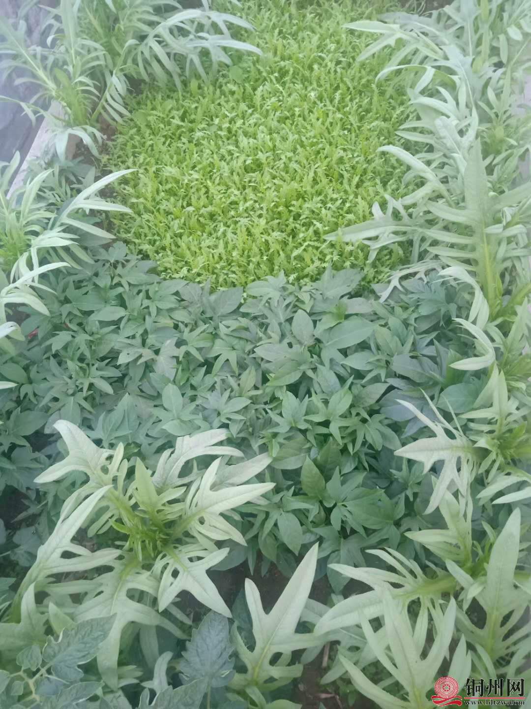 wechat_upload16161142776053f26577aad