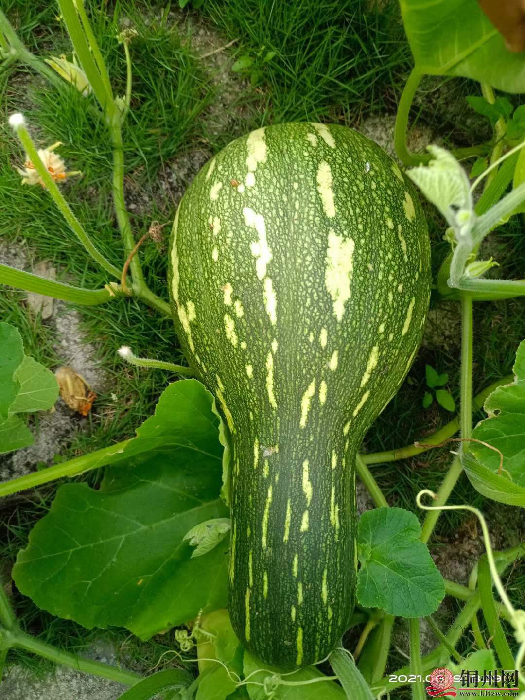 wechat_upload162411494860ce07042448c