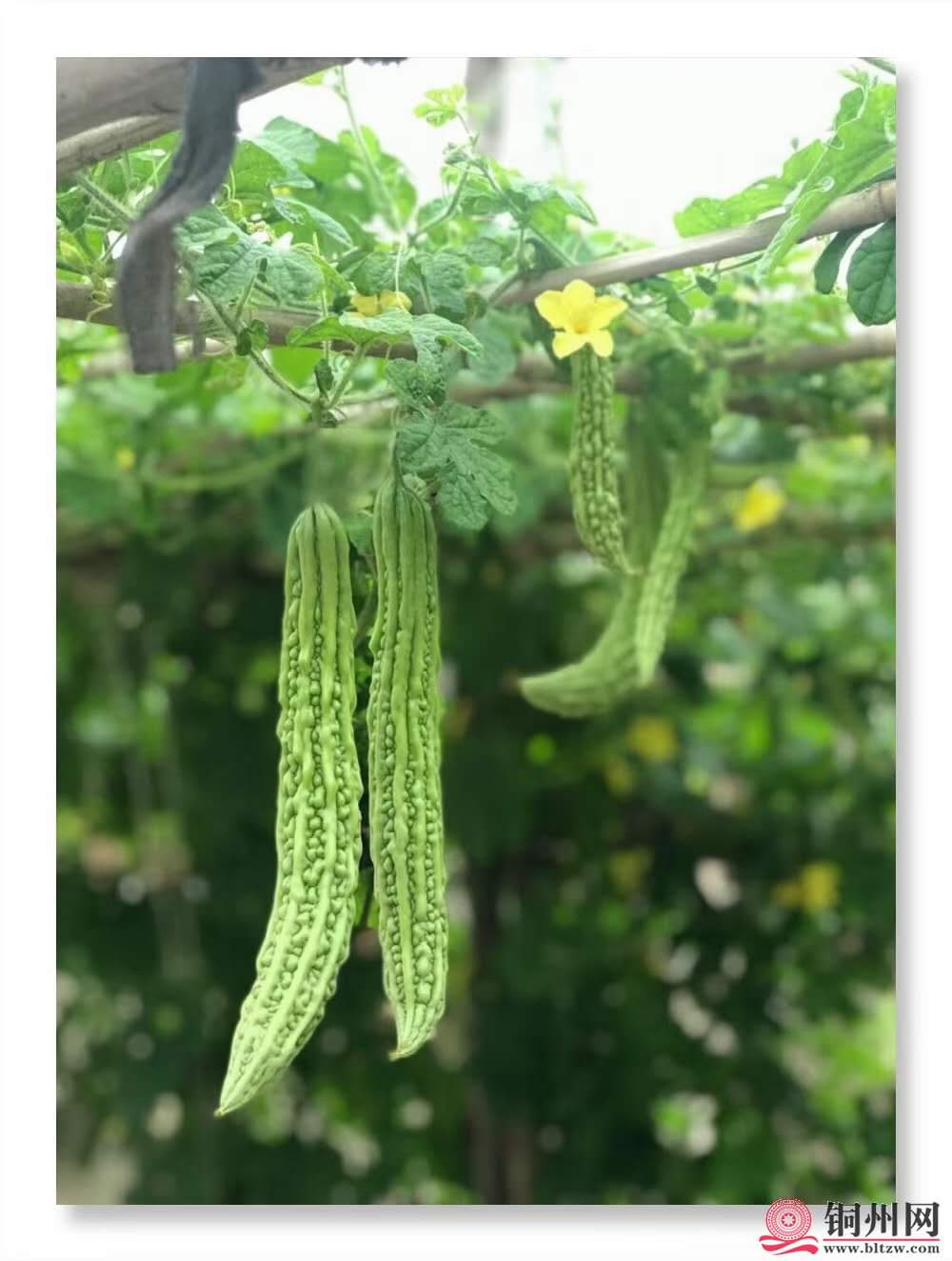 wechat_upload162411494960ce0705011a5