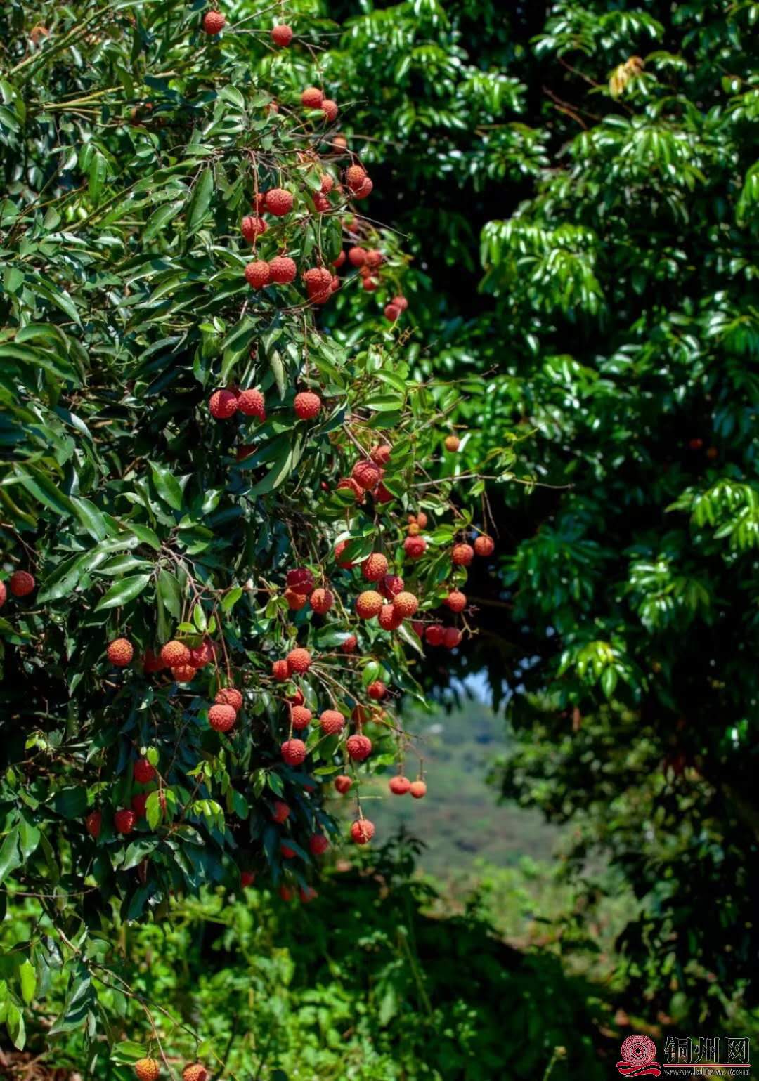 wechat_upload162413028260ce42ea0bc48