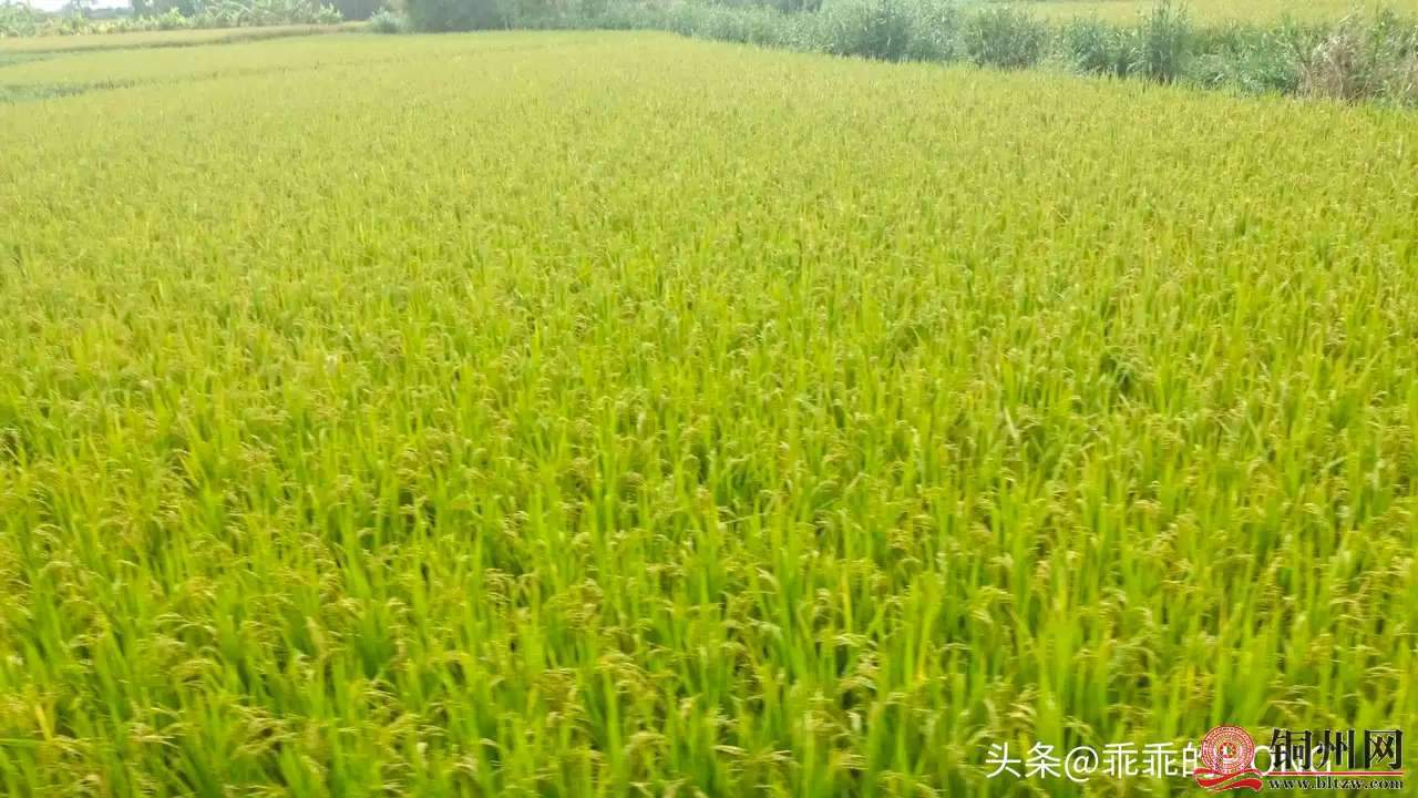 wechat_upload1635624955617da7fb1f55c