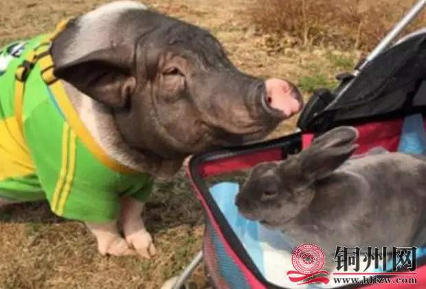 wechat_upload163996293261bfd934056f7