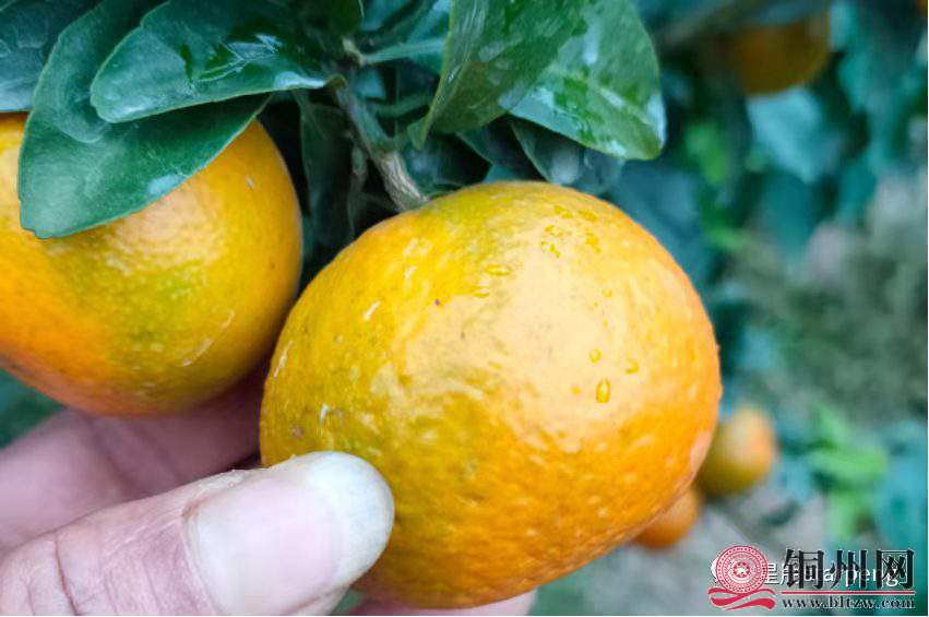 wechat_upload164290113861ecae9239ea3