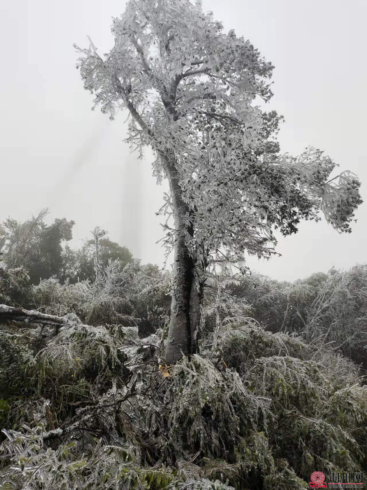 wechat_upload16453451766211f99859607