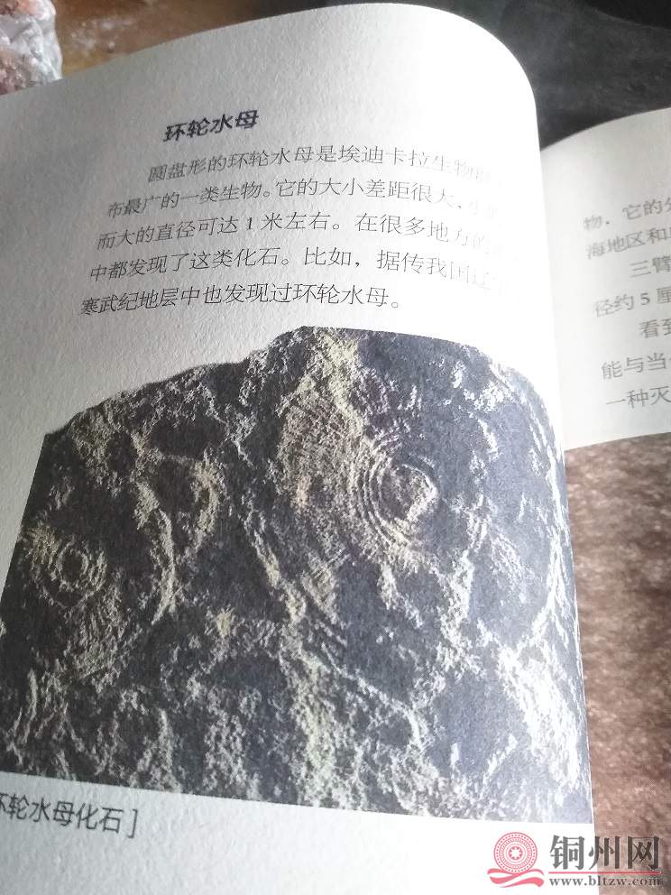 艾迪卡拉环轮水母.jpg