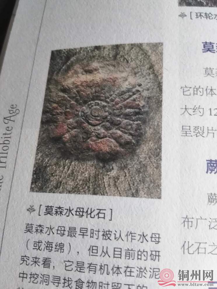 艾迪卡拉纪莫森水母.jpg