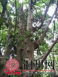 wechat_upload1699382705654a85b1c1888
